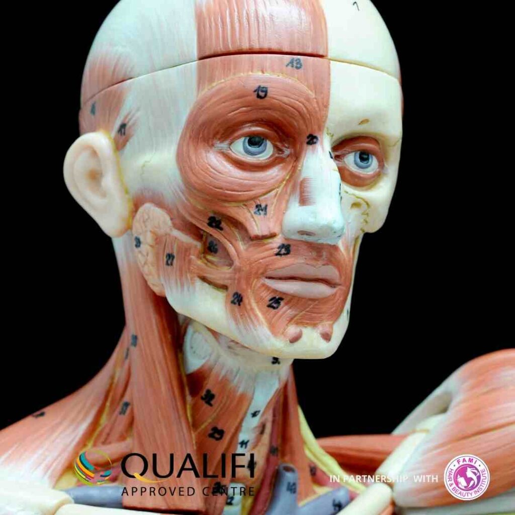 QUALIFI LEVEL 4 CERTIFICATE IN ANATOMY AND PHYSIOLOGY FOR AESTHETICS PRACTICE